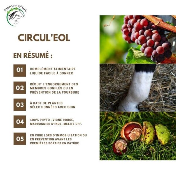 Sellerie - Circul'eol - essence of life s/r - Métabolisme