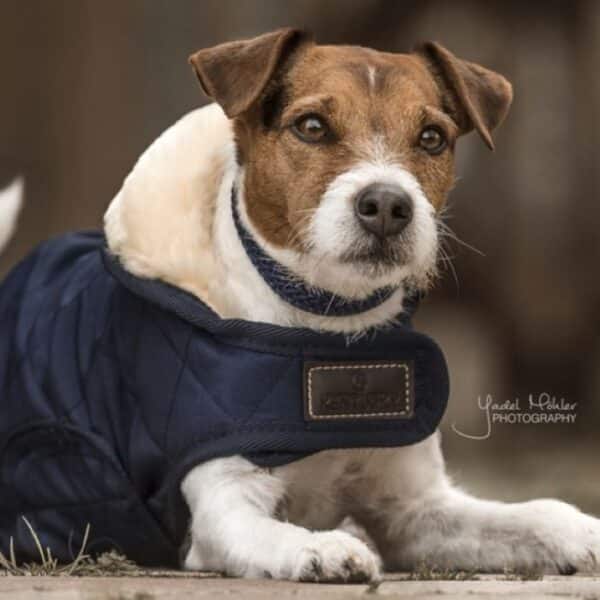 Sellerie - Manteau pour chien original kentucky - Manteaux