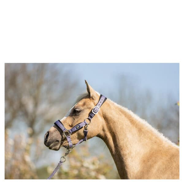 Sellerie - Licol + corde Mini Horse BR - Licols et accessoires