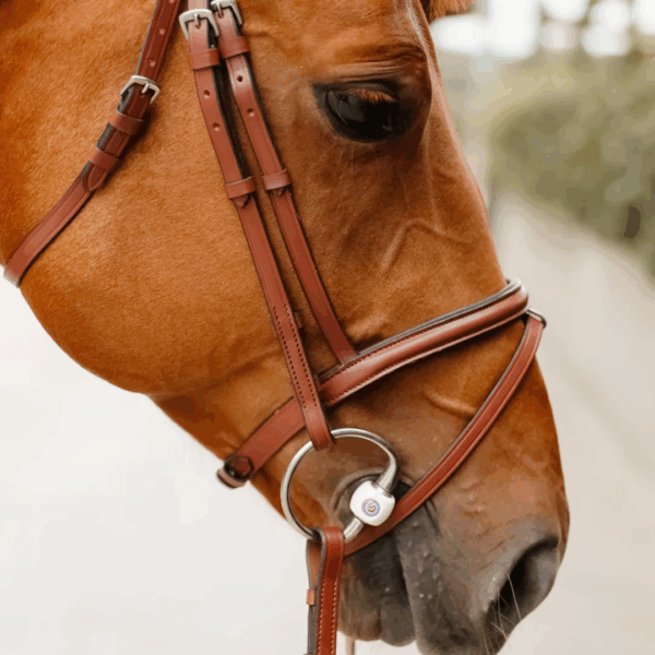 Bridon Sissy LC EQUESTRIAN - Bridons