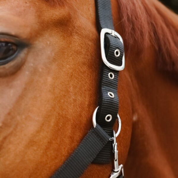 Licol Condor LC EQUESTRIAN - Licols et accessoires