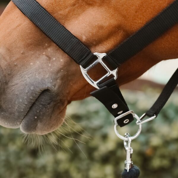 Licol Condor LC EQUESTRIAN - Licols et accessoires