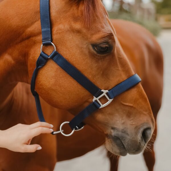 Licol Condor LC EQUESTRIAN - Licols et accessoires