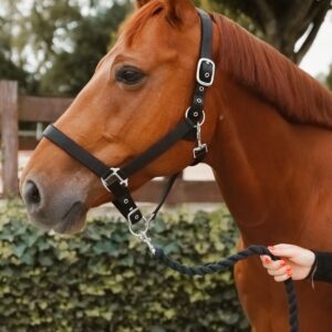 Licol Condor LC EQUESTRIAN - Licols et accessoires