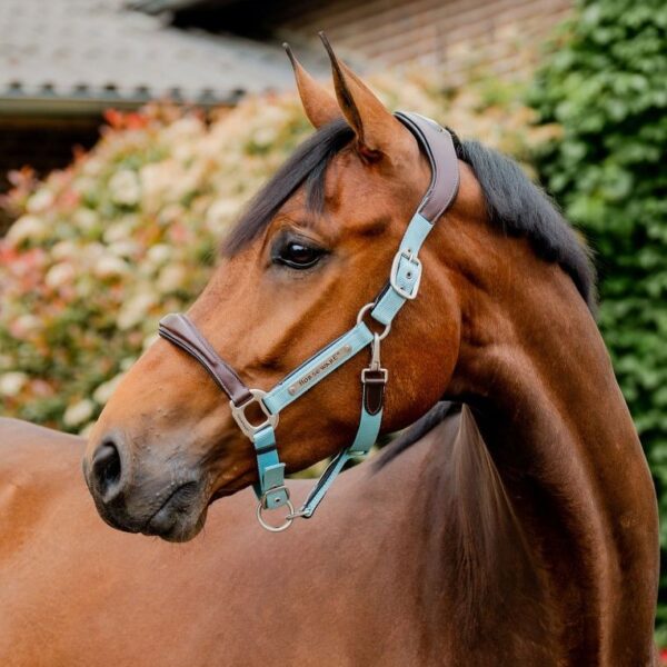 Licol Signature HORSEWARE - Licols et accessoires