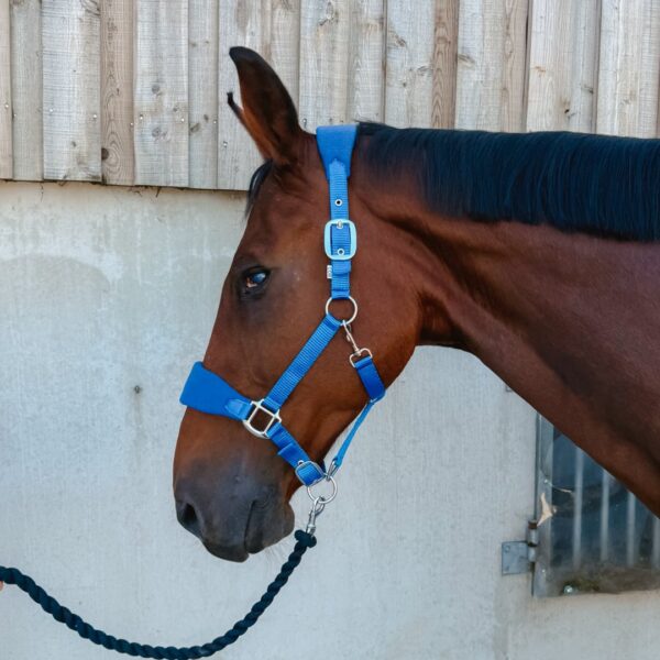 Licol Lilly LC EQUESTRIAN - Licols et accessoires