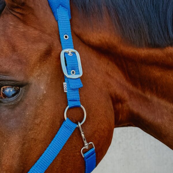 Licol Lilly LC EQUESTRIAN - Licols et accessoires