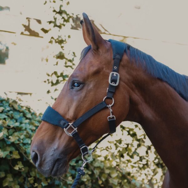 Licol Lilly LC EQUESTRIAN - Licols et accessoires