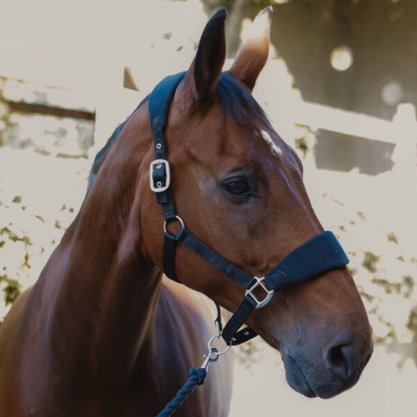 Licol Lilly LC EQUESTRIAN - Licols et accessoires