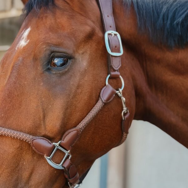 Licol Tamaro LC EQUESTRIAN - Licols et accessoires