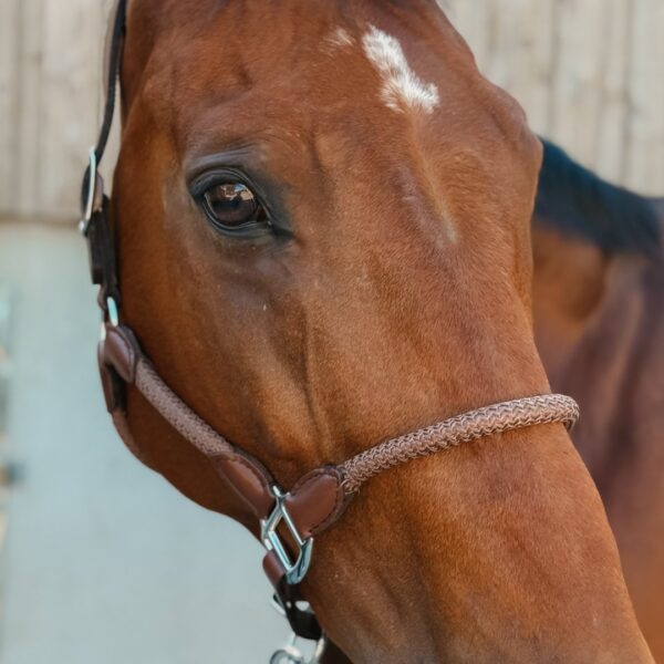 Licol Tamaro LC EQUESTRIAN - Licols et accessoires