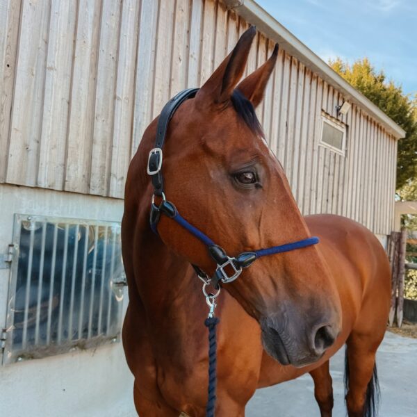 Licol Tamaro LC EQUESTRIAN - Licols et accessoires