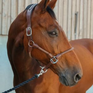 Licol Tamaro LC EQUESTRIAN - Licols et accessoires