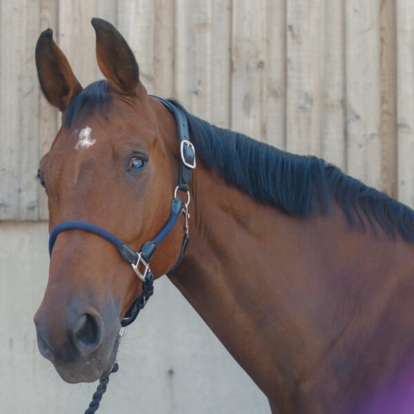 Licol Tamaro LC EQUESTRIAN - Licols et accessoires