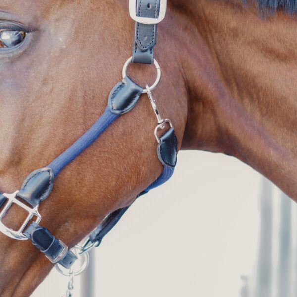 Licol Tamaro LC EQUESTRIAN - Licols et accessoires