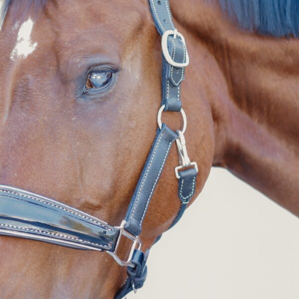 Licol en cuir brillant Nina LC EQUESTRIAN - Licols et accessoires