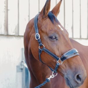 Licol en cuir brillant Nina LC EQUESTRIAN - Licols et accessoires